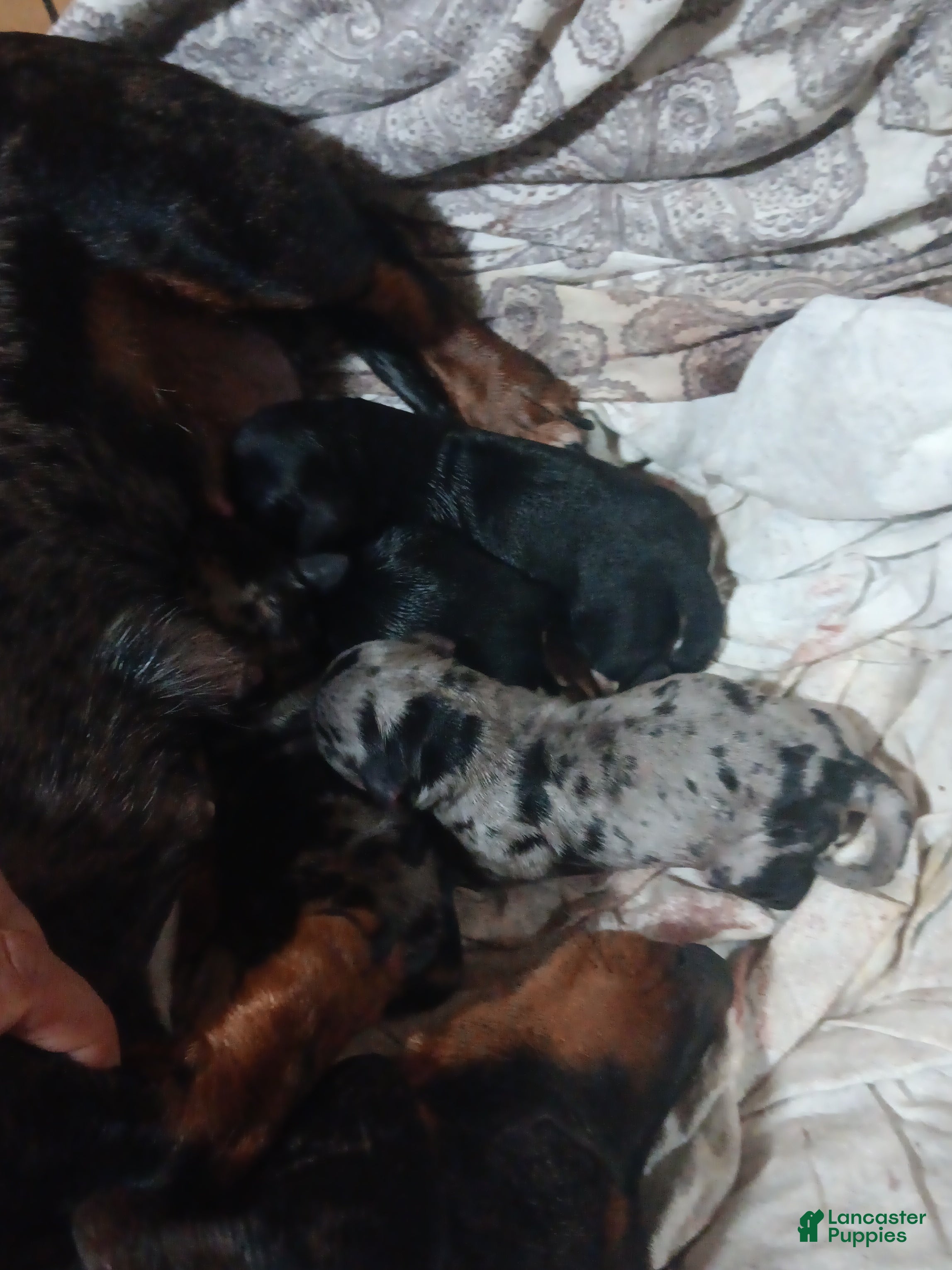 Miniature Dachshund dogs for sale: Dilly pickle (kosher) - Ad 2