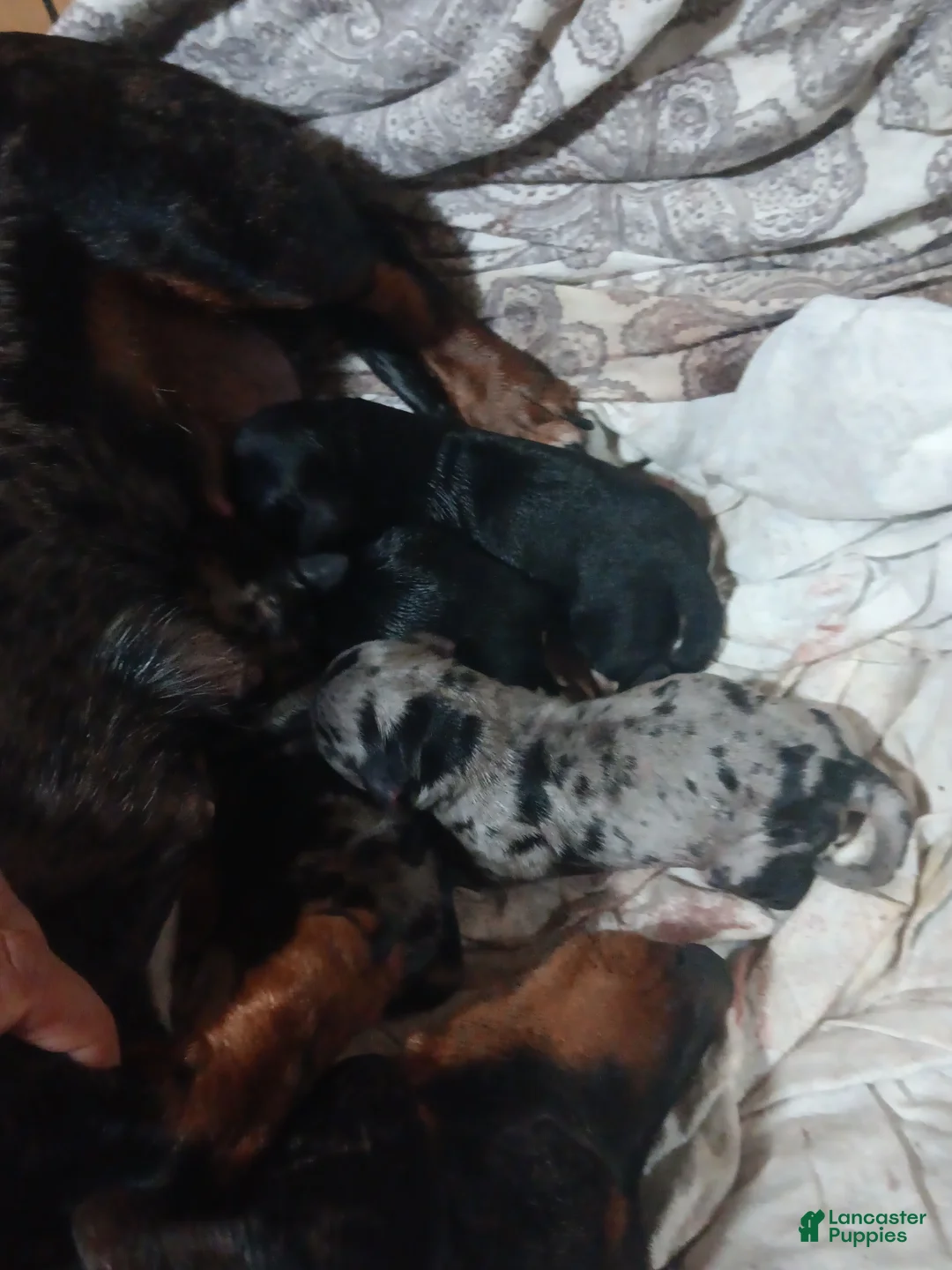 Miniature Dachshund dogs for sale: Dilly pickle (kosher) - Ad 2