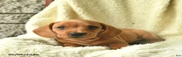 Miniature Dachshund dogs for sale: King   - Ad 2