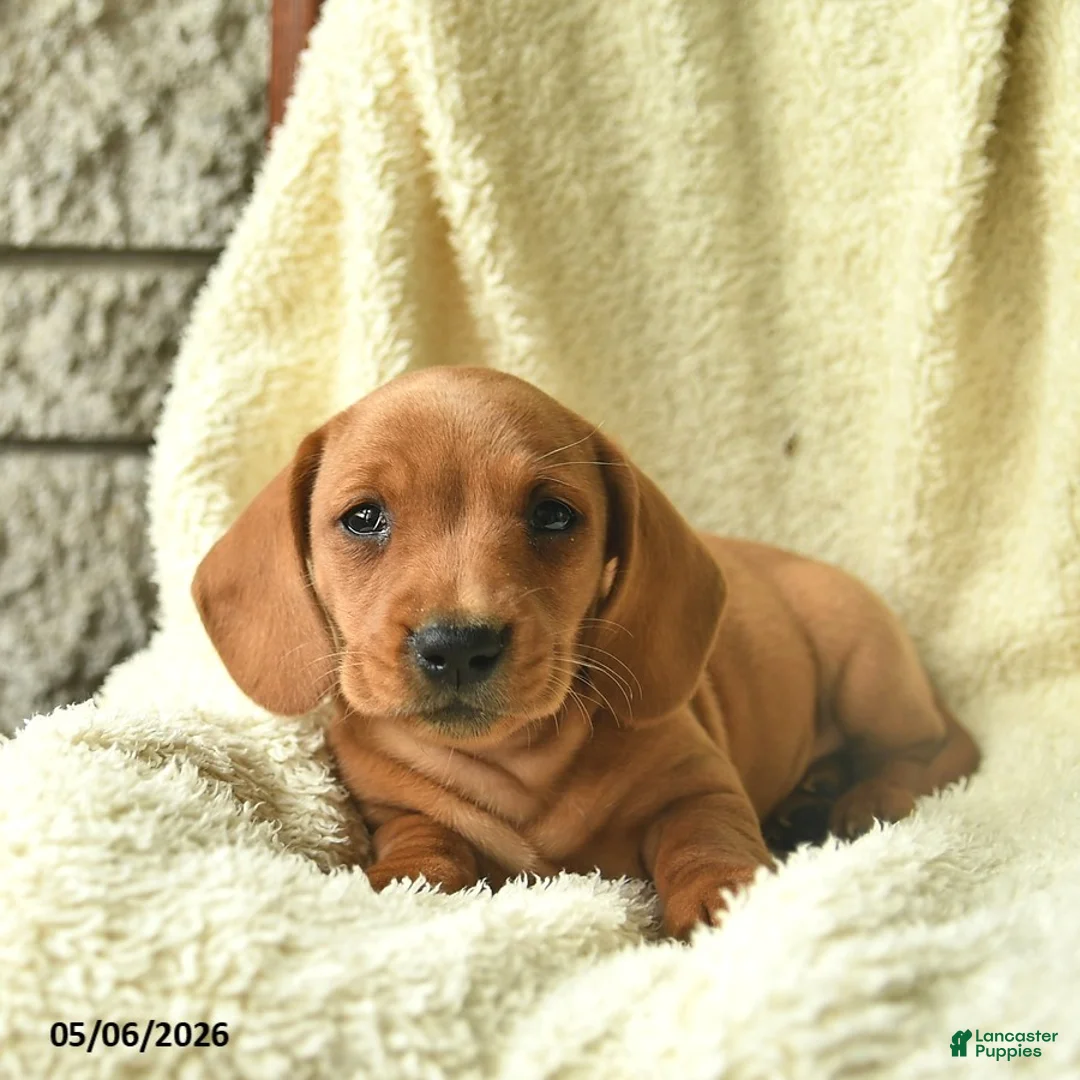 Miniature Dachshund dogs for sale: King   - Ad 2