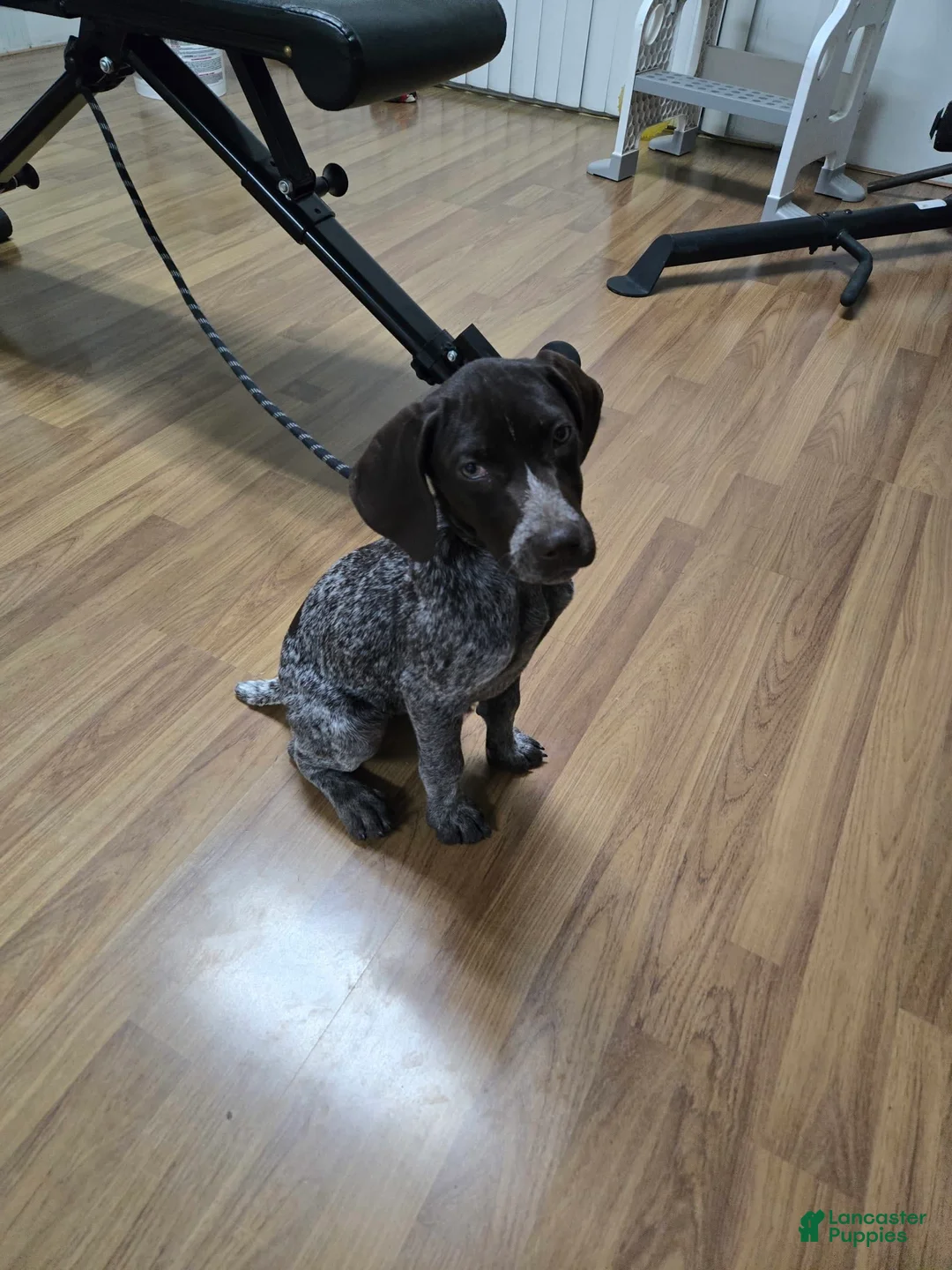 Gallery Image {{count}}