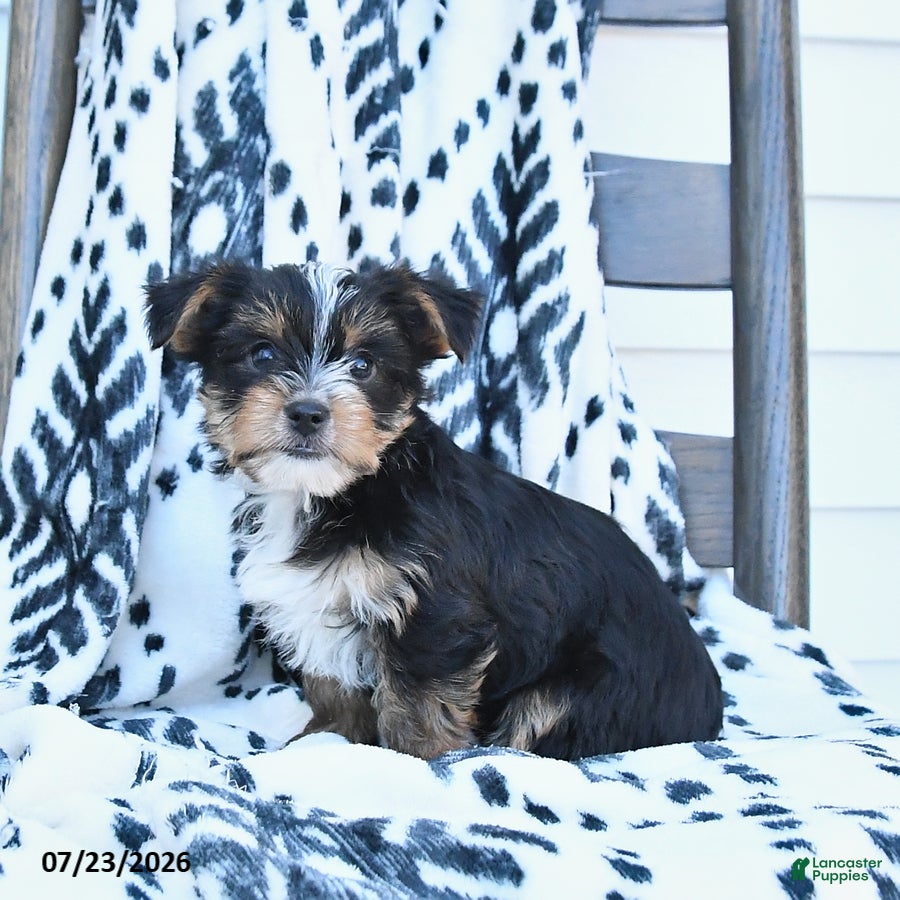 Yorkshire Terrier dogs Checkers - Ad 2