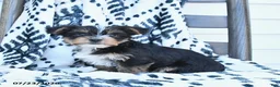 Yorkshire Terrier dogs for sale: Checkers - Ad 2