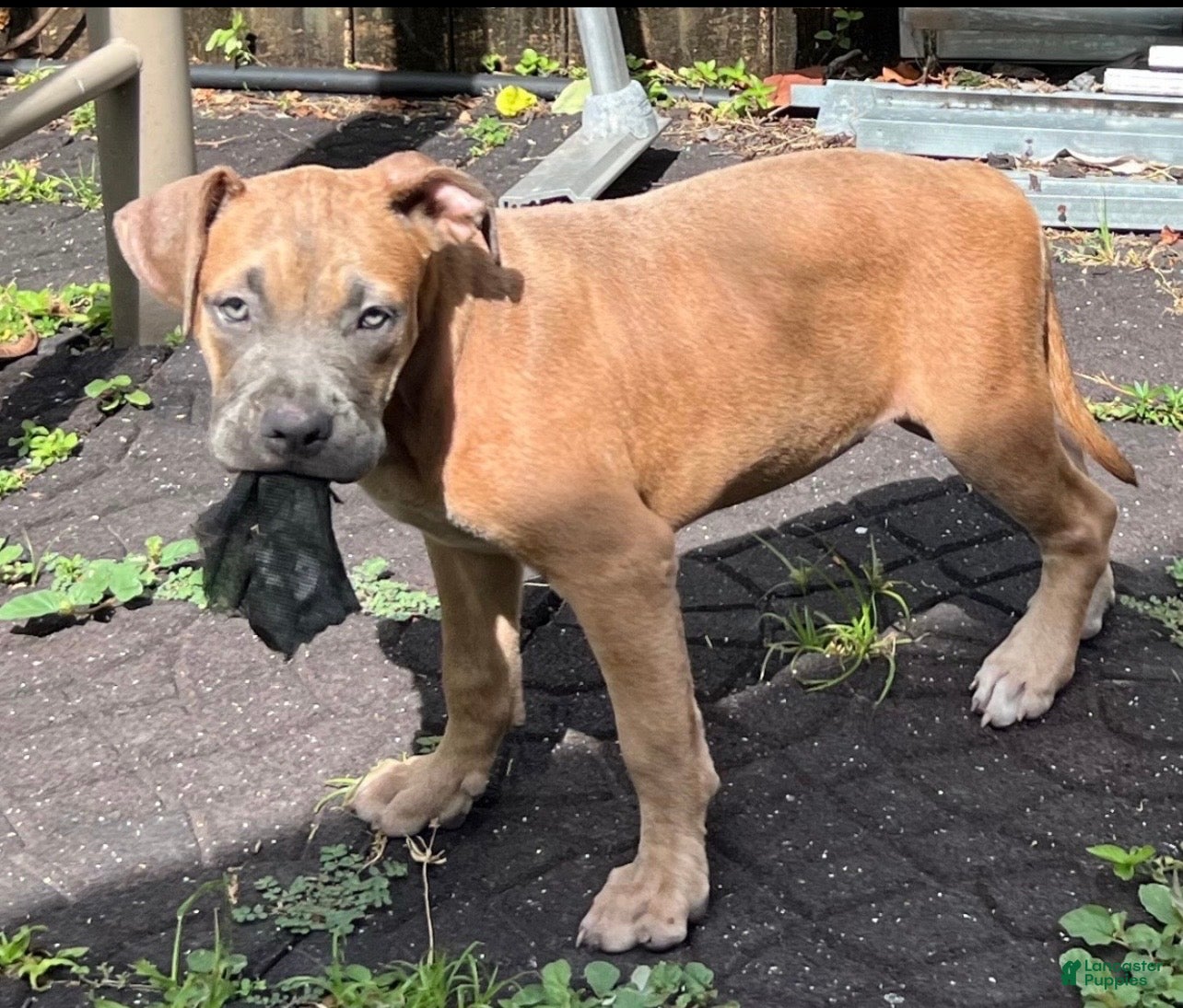 American Bully dogs American Bully 3 - Ad 15