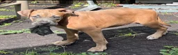American Bully dogs for sale: American Bully 3 - Ad 1