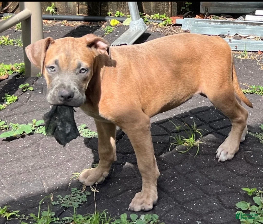 American Bully dogs for sale: American Bully 3 - Ad 1
