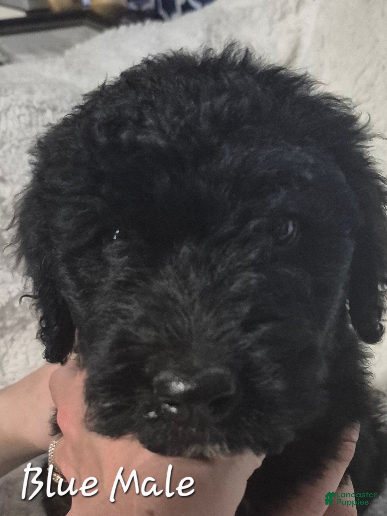 Goldendoodle dogs Jax - Male Goldendoodle Puppy  - Ad 2