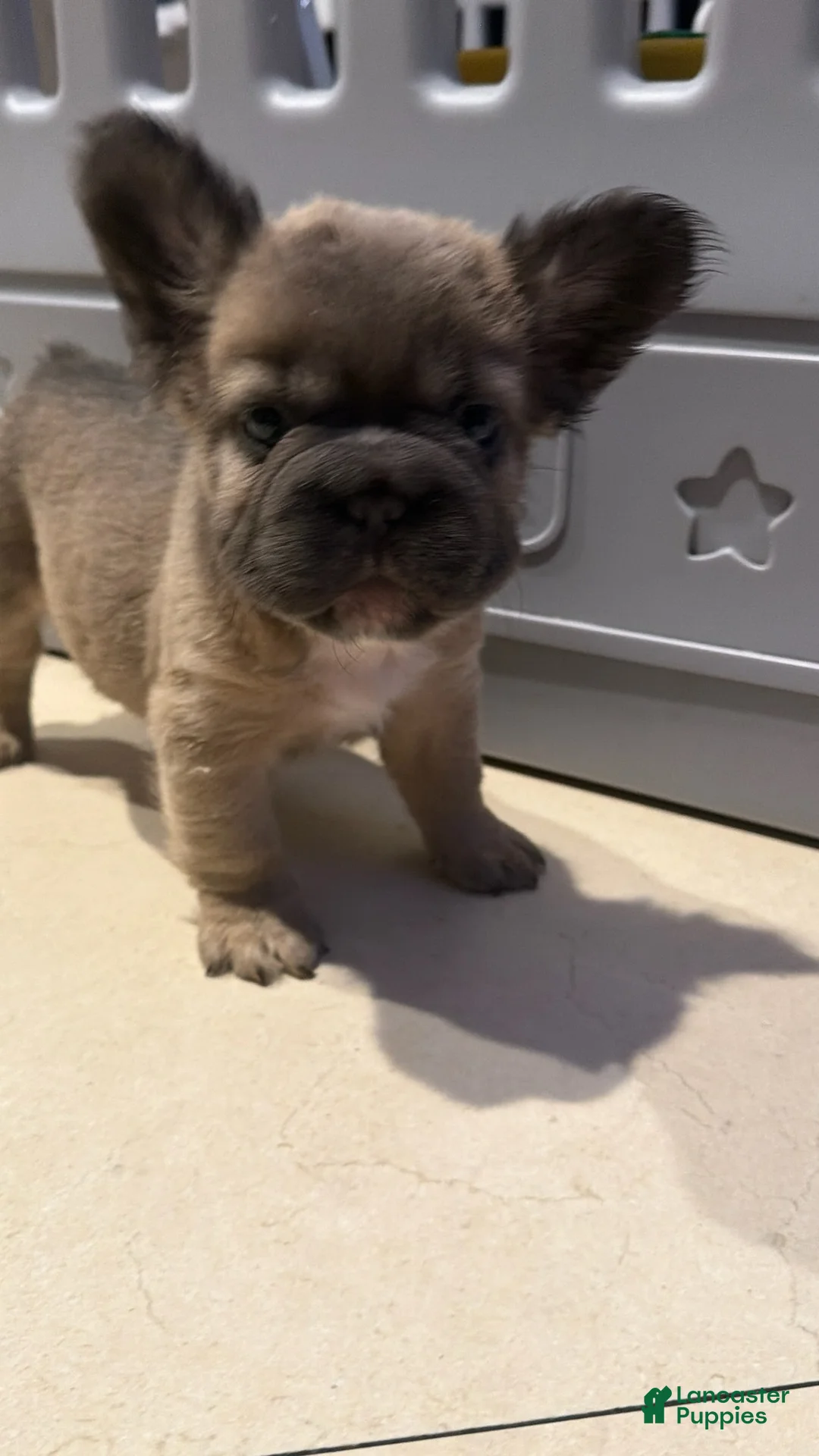 French Bulldog dogs for sale: Princess - Ad 2