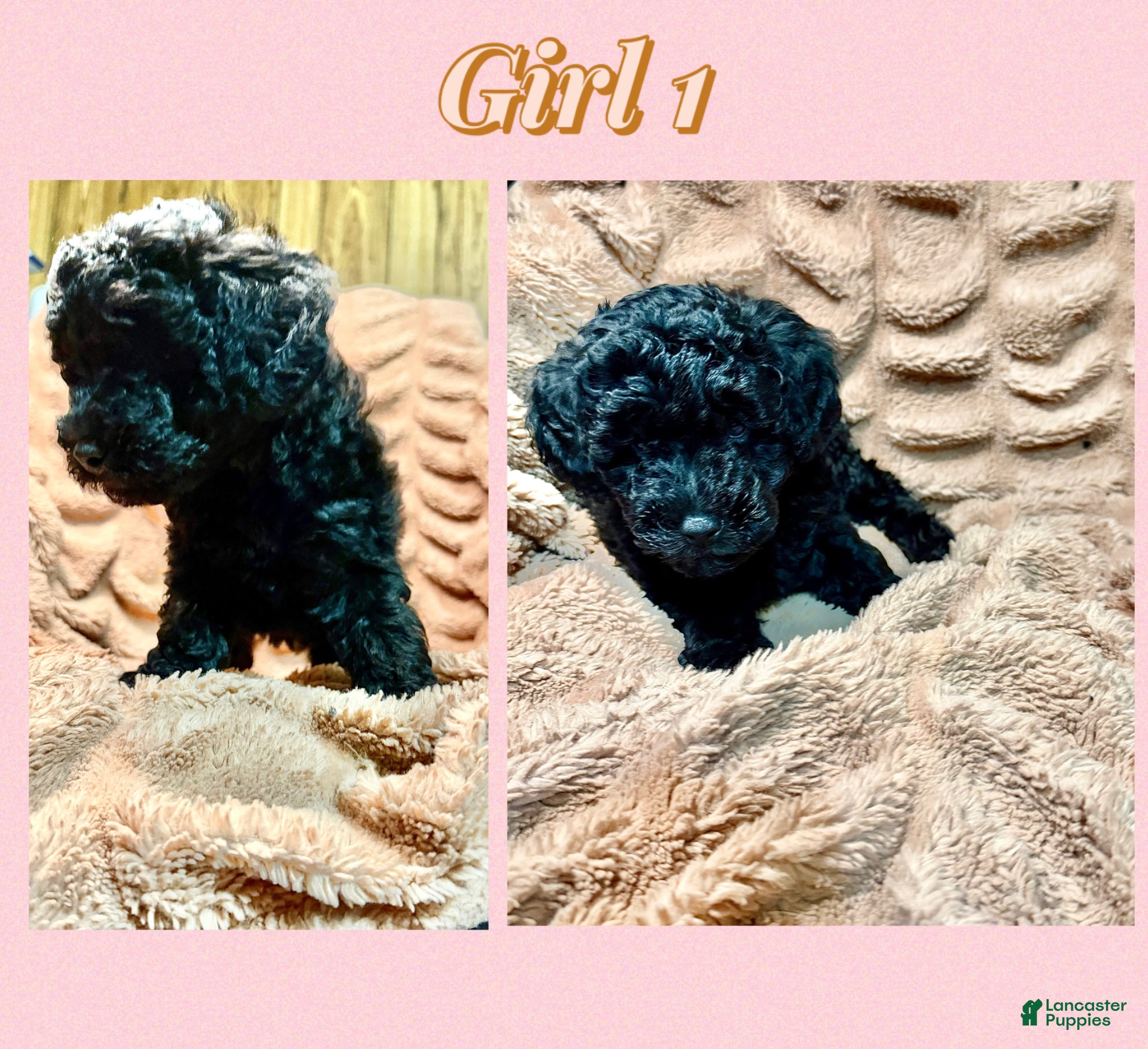 Mini Goldendoodle Puppy 3
