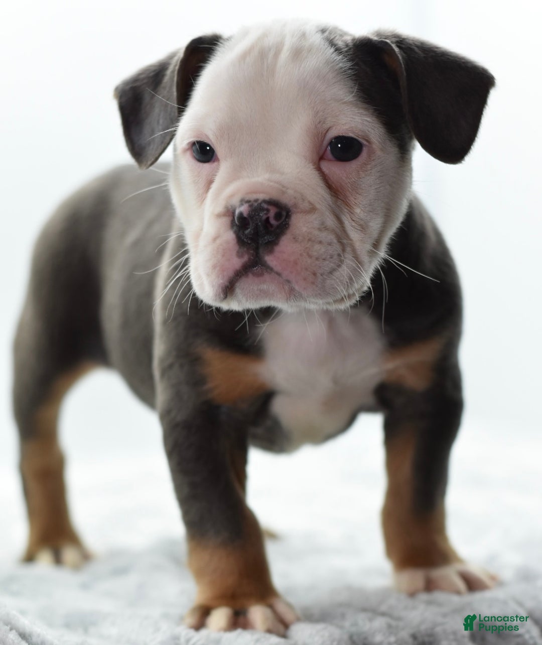 Mixed Breed dogs for sale: Macho blue mini  - Ad 5