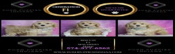 Maltipoo dogs for sale: Biscuit - Ad 2