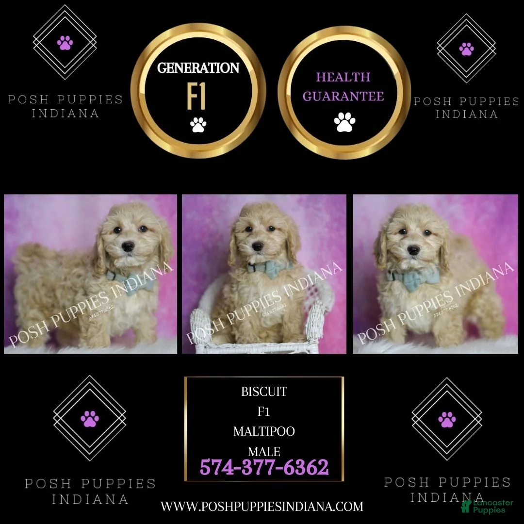 Maltipoo dogs for sale: Biscuit - Ad 2