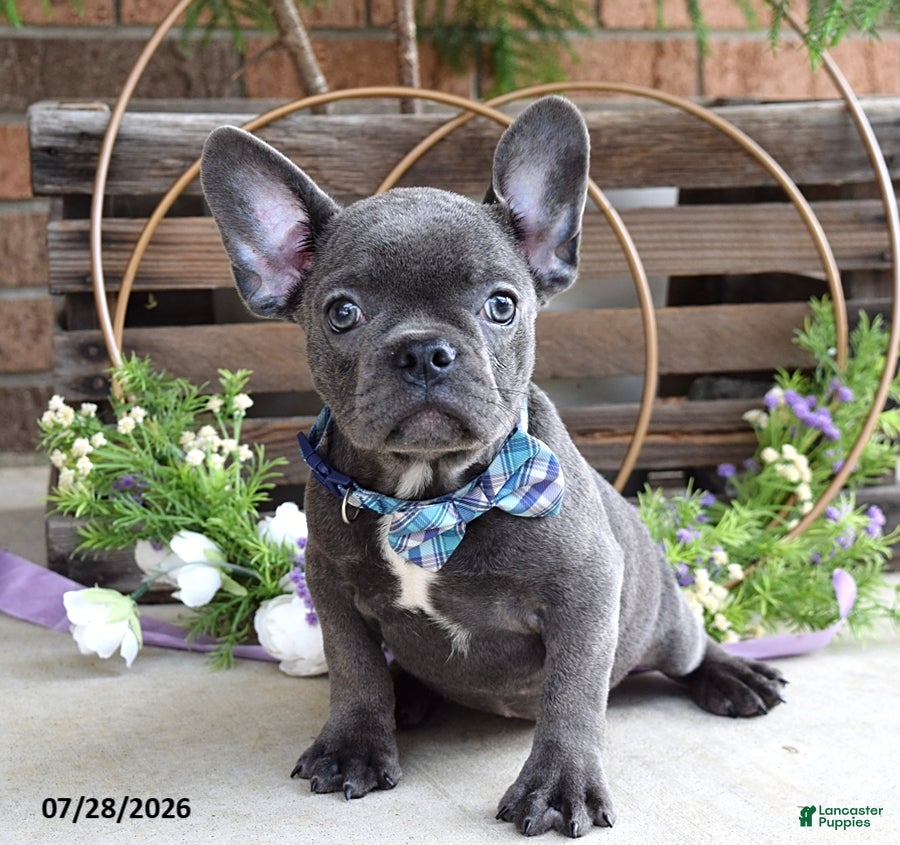 Mixed Breed dogs Kingston - Ad 2