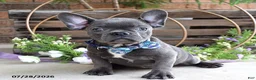 Mixed Breed dogs for sale: Kingston - Ad 2