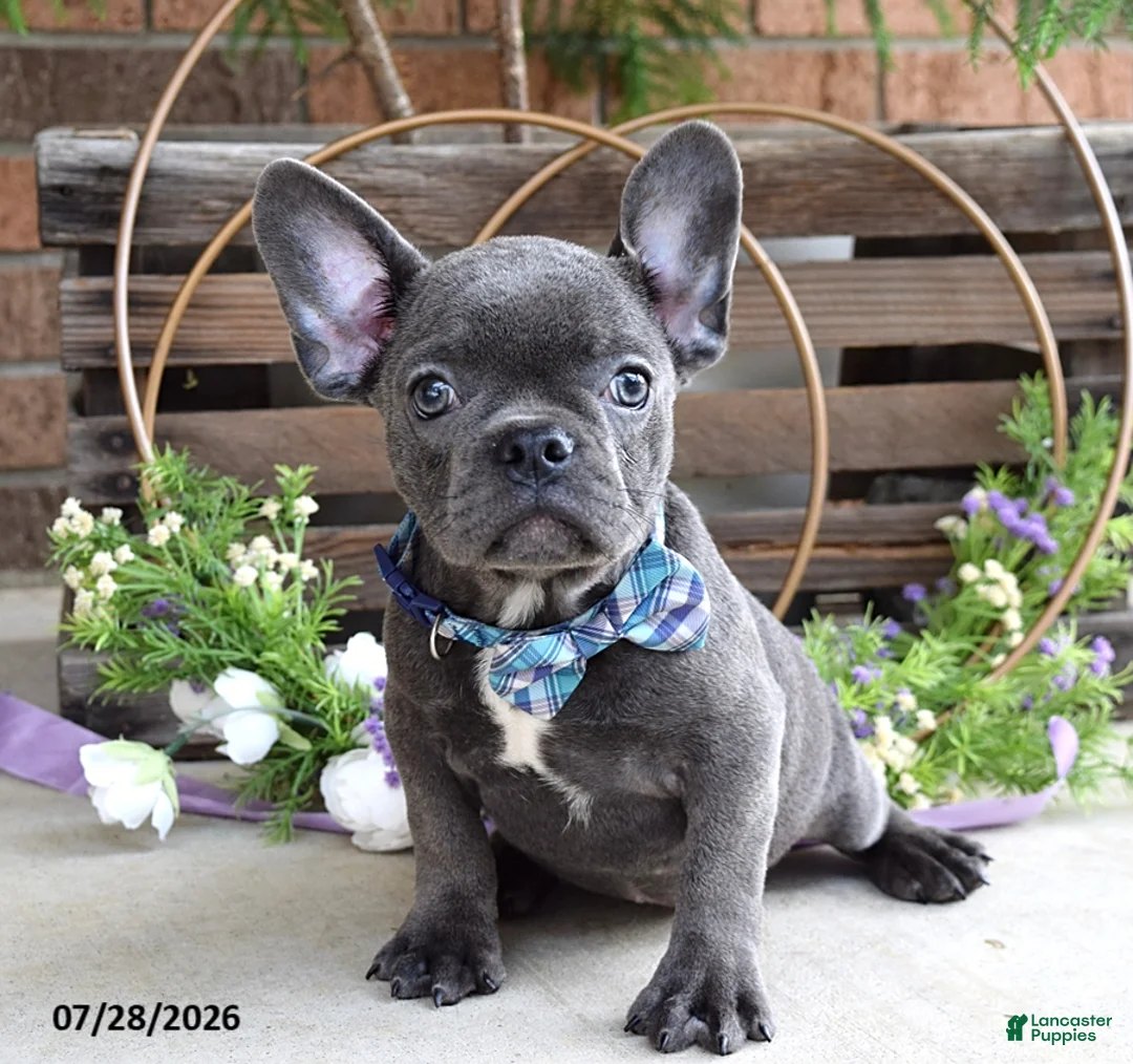 Mixed Breed dogs for sale: Kingston - Ad 2