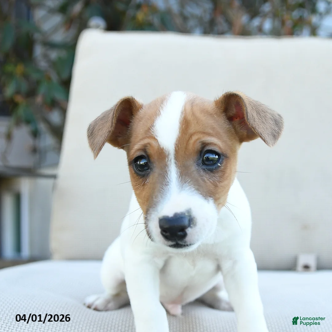 Jack Russell Terrier dogs for sale: Ronald - Ad 3