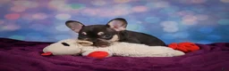 French Bulldog dogs for sale: Debbie - Ad 7