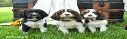 English Springer Spaniel dogs for sale: Zinnia - Ad 5