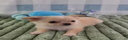 Chihuahua dogs for sale: Liam - Ad 11
