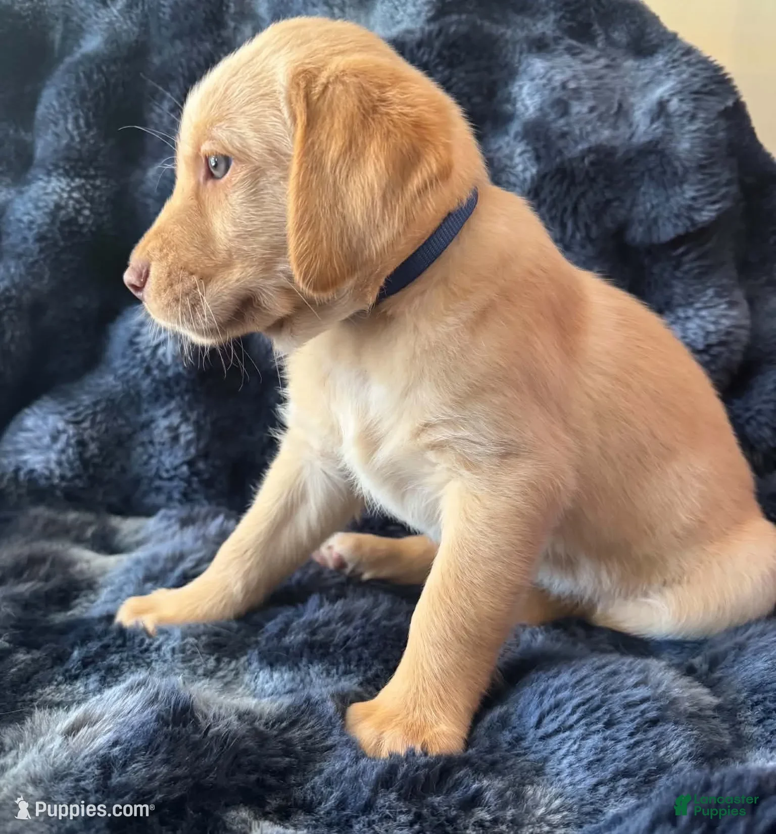 Goldador dogs Blue - Ad 2