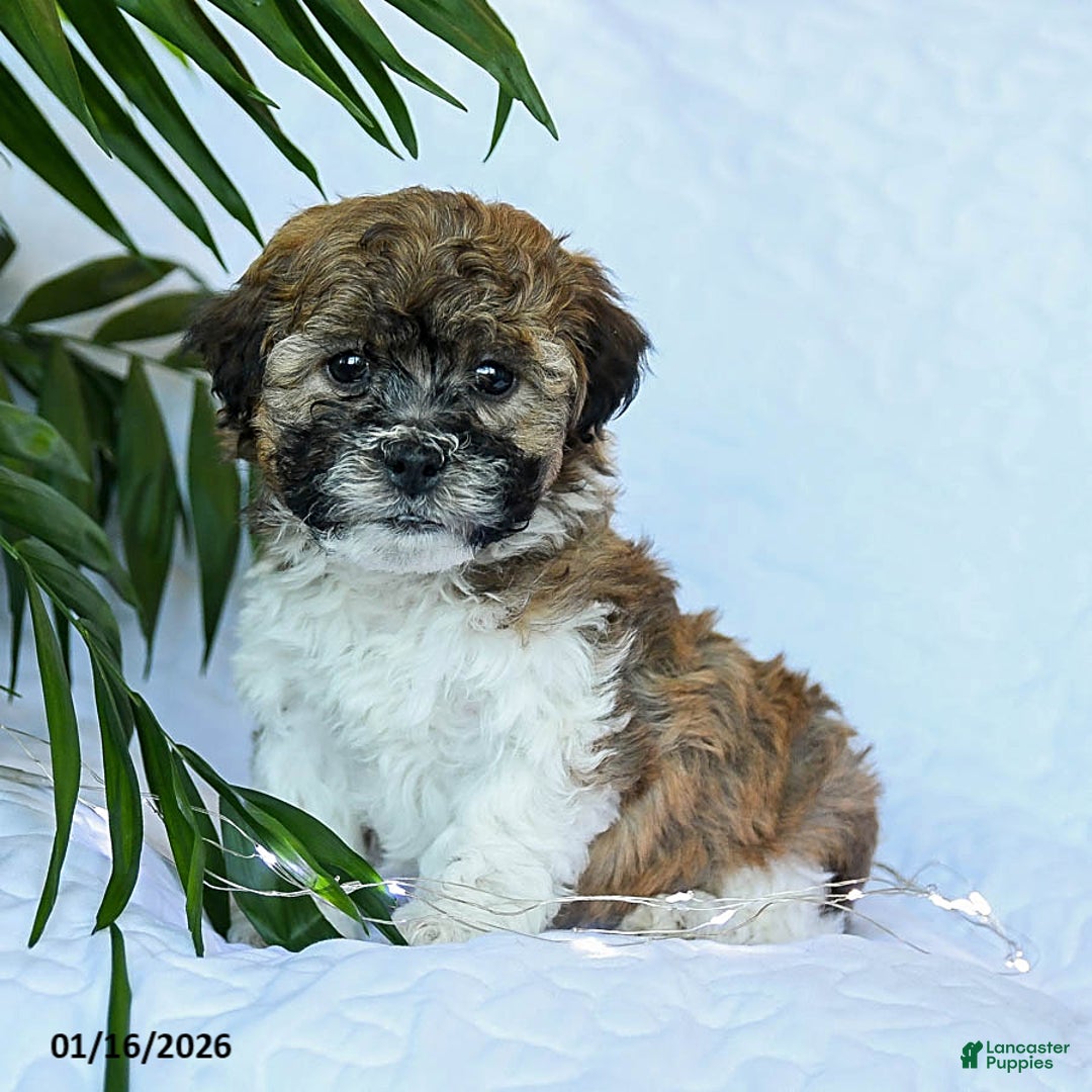 Mixed Breed dogs for sale: Cheddar - Ad 1