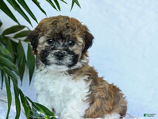 Mixed Breed dogs Cheddar - Ad 42