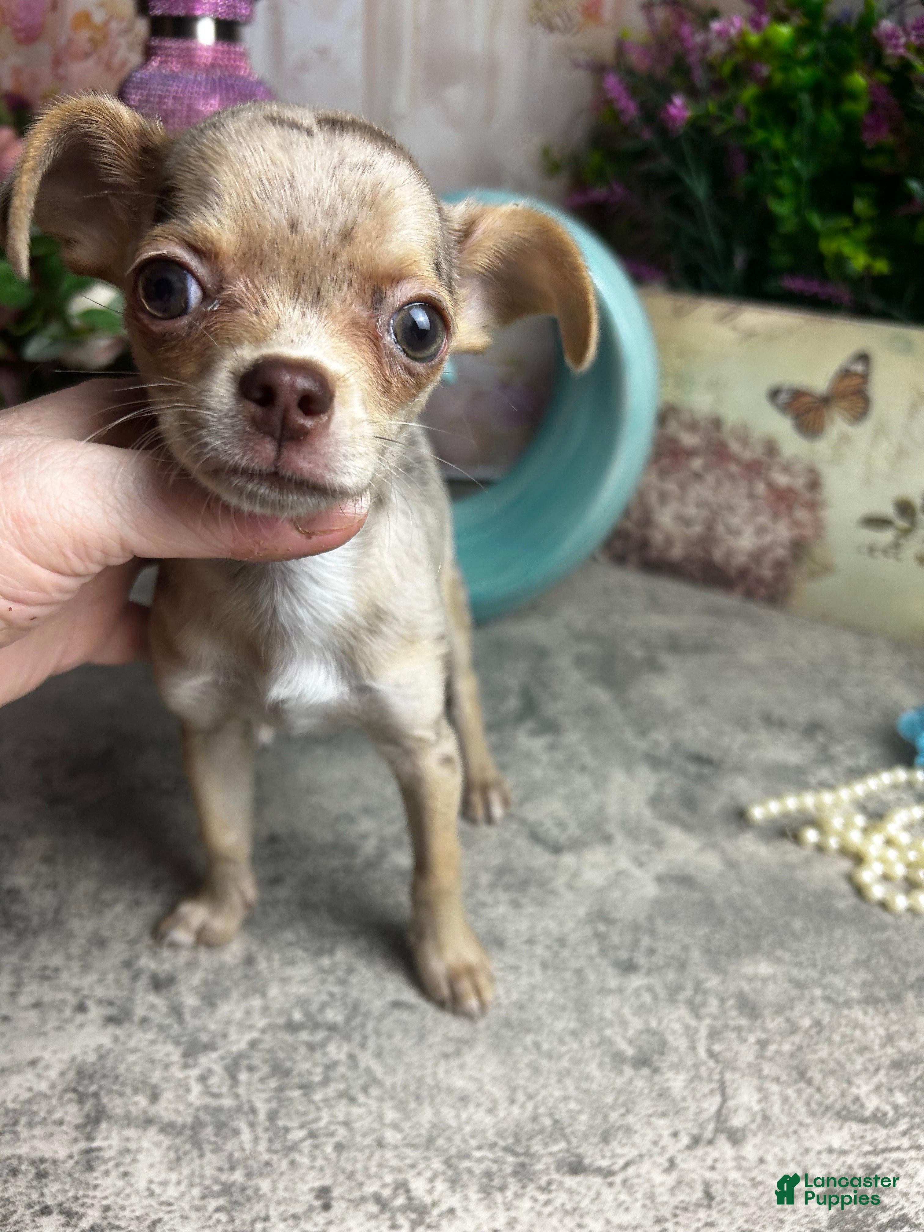 Chihuahua dogs Sarah Plain and Tall  - Ad 1