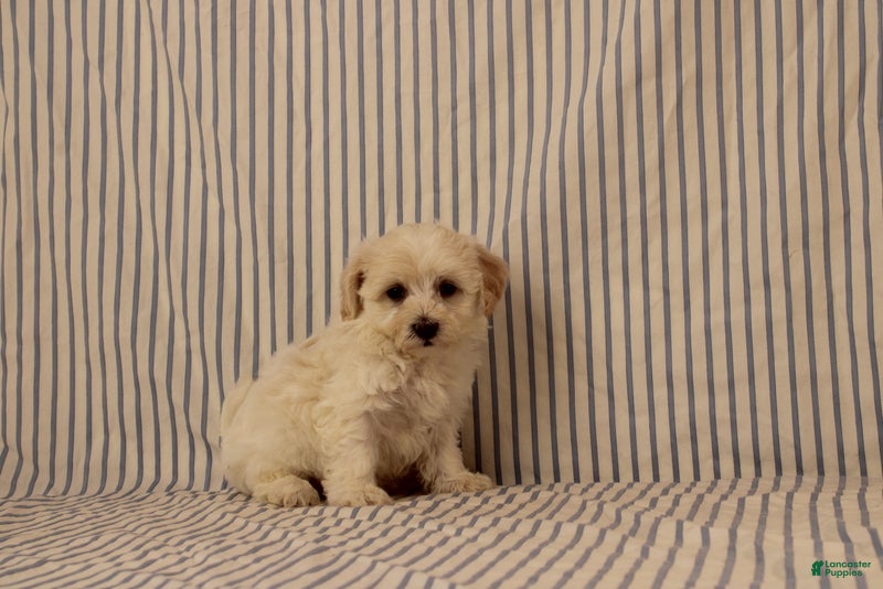 Maltipoo dogs Justin - Ad 2