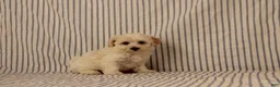 Maltipoo dogs for sale: Justin - Ad 2