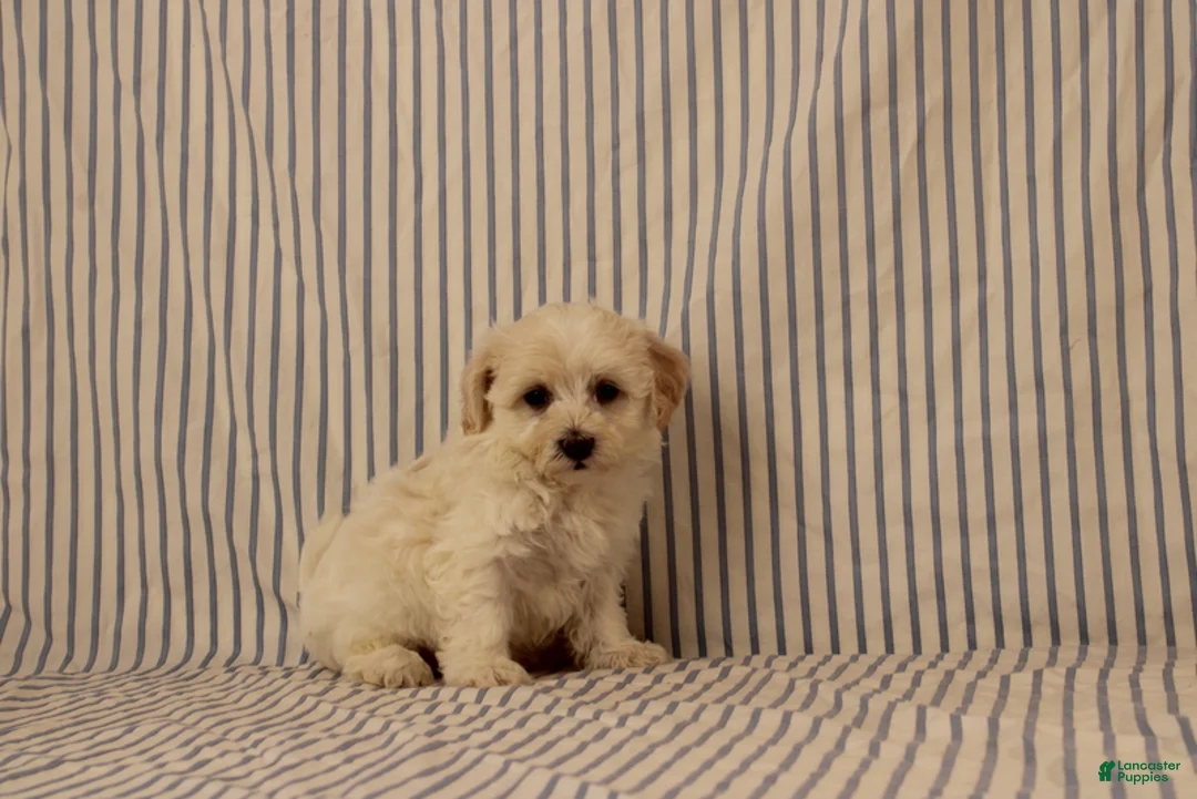 Maltipoo dogs for sale: Justin - Ad 2