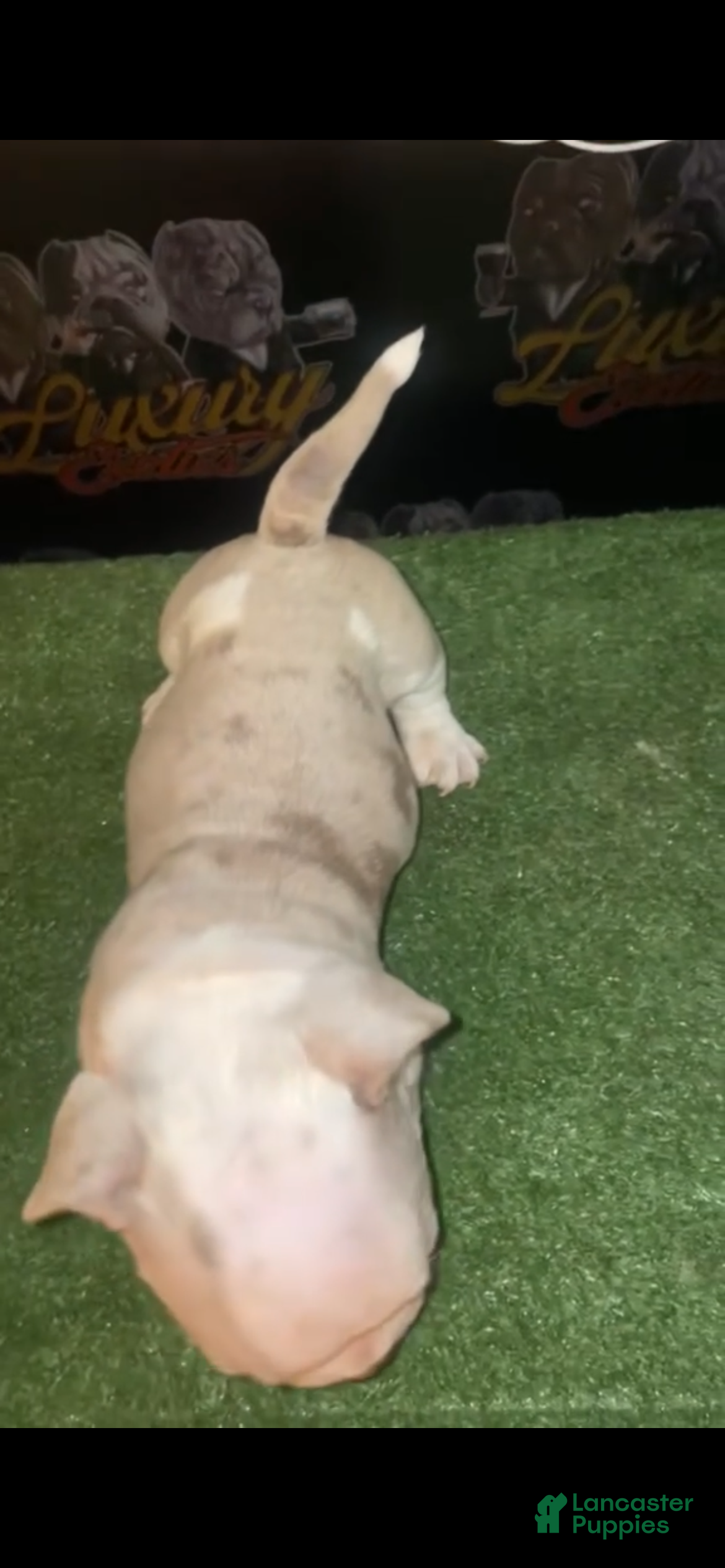 American Bully dogs Merle Male #1  - Ad 11