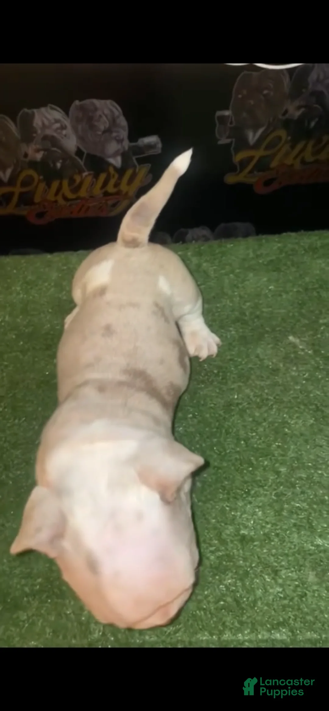 American Bully dogs for sale: Merle Male #1  - Ad 1