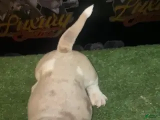 American Bully dogs Merle Male #1 - Ad 23