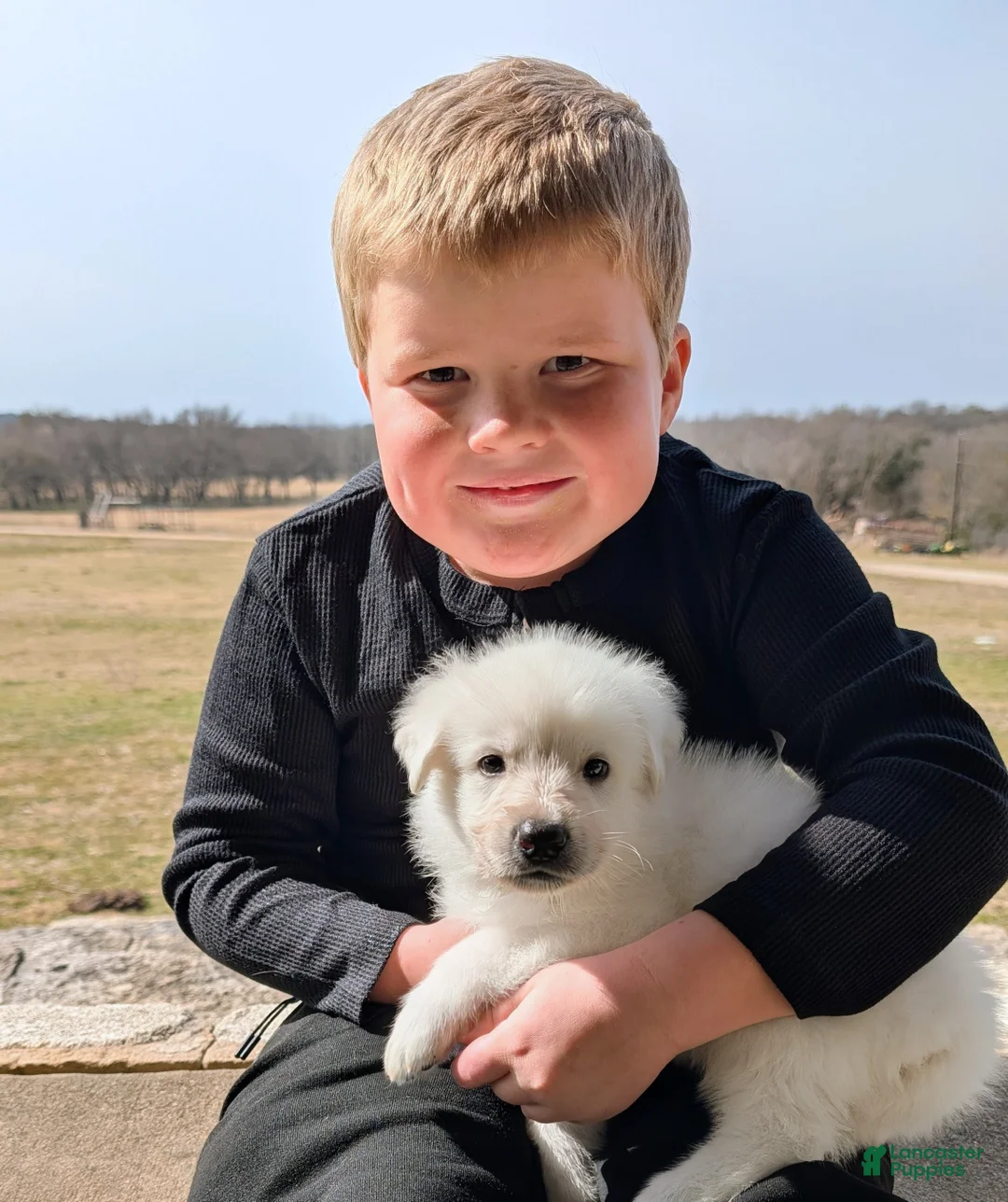 German Shepherd dogs for sale: Monty - Ad 2