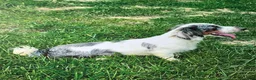 Dachshund dogs for sale: Shelly - Ad 6