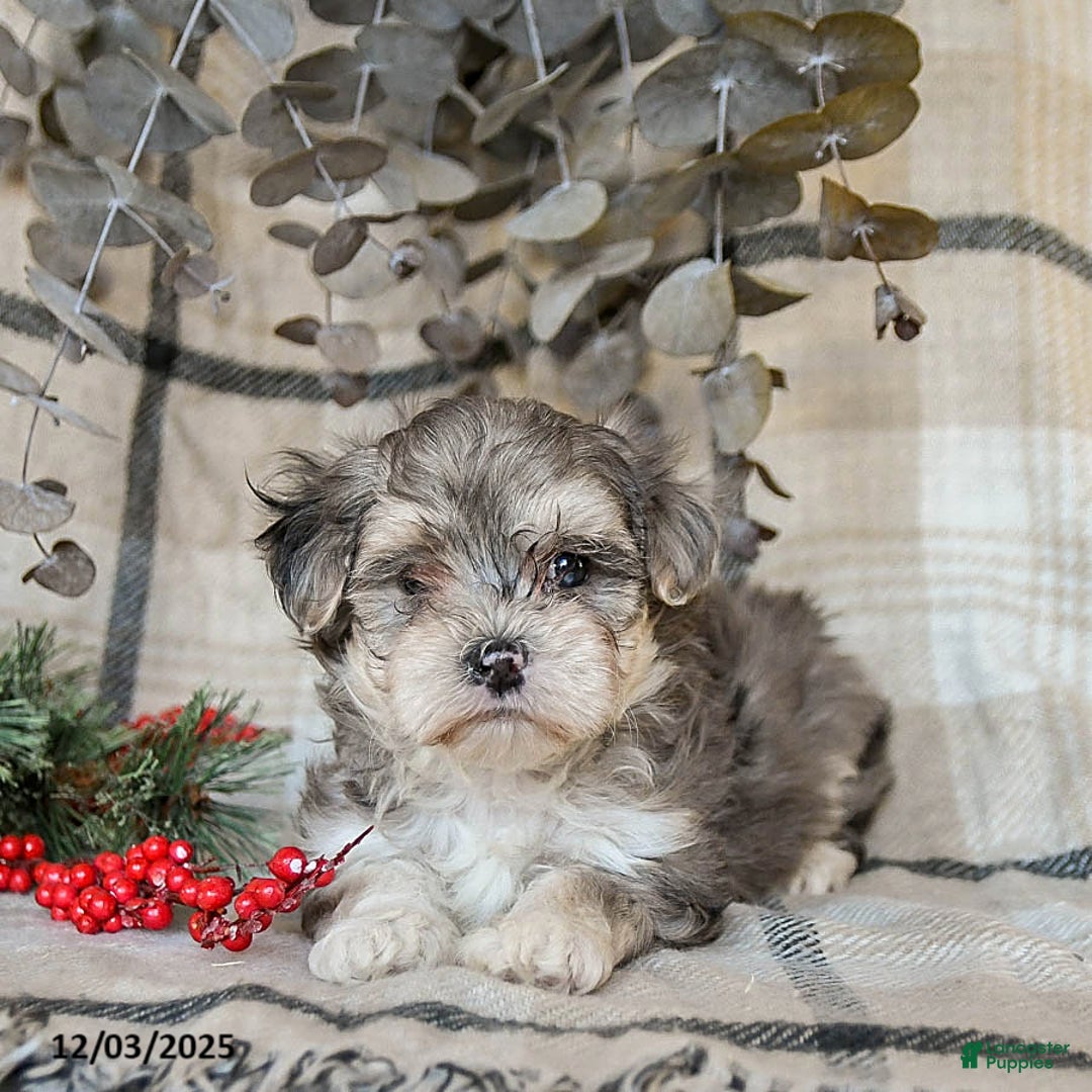 Maltipoo dogs for sale: Dezzie - Ad 2