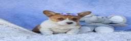 Welsh Corgi Pembroke dogs for sale: Tilly - Ad 7