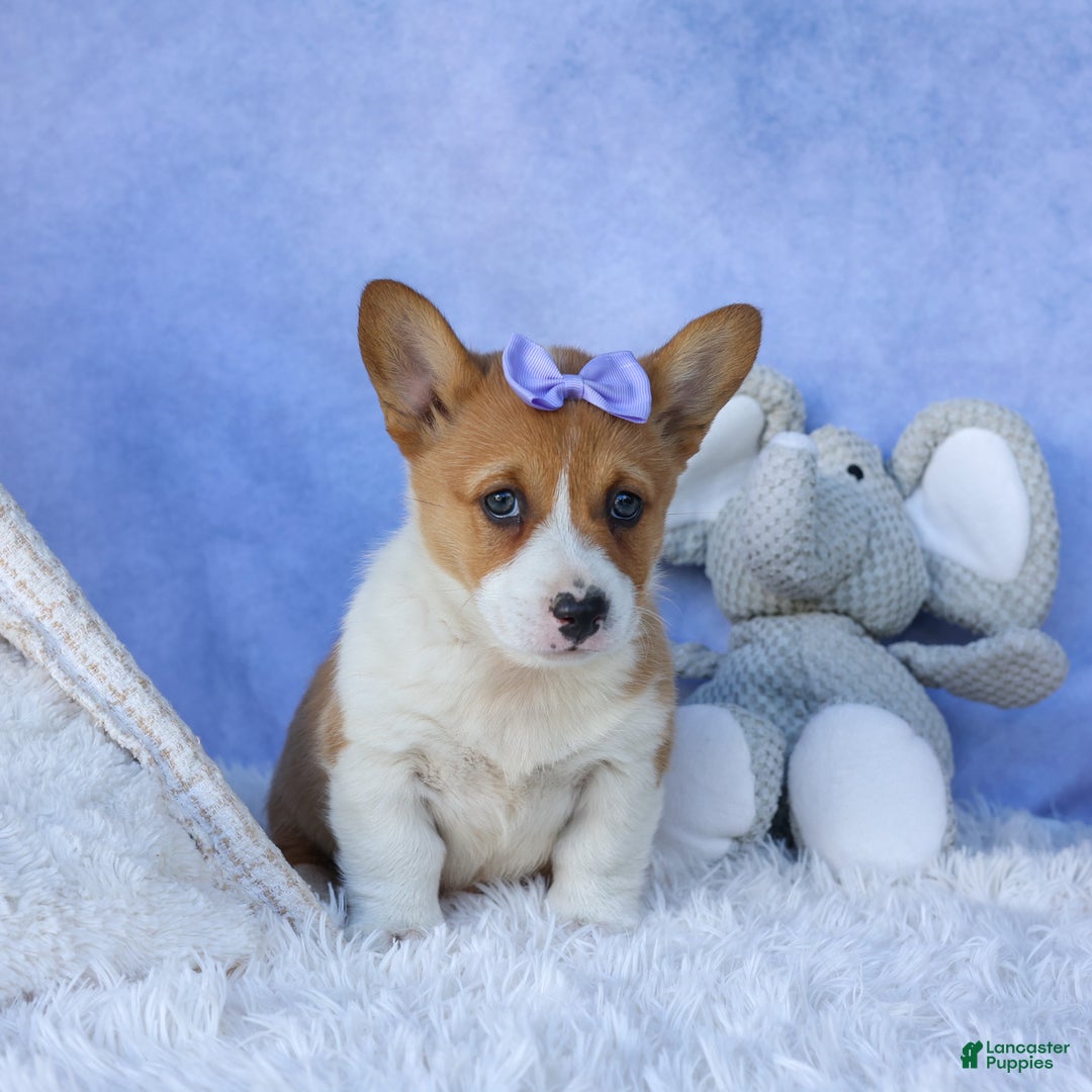 Welsh Corgi Pembroke dogs for sale: Tilly - Ad 7