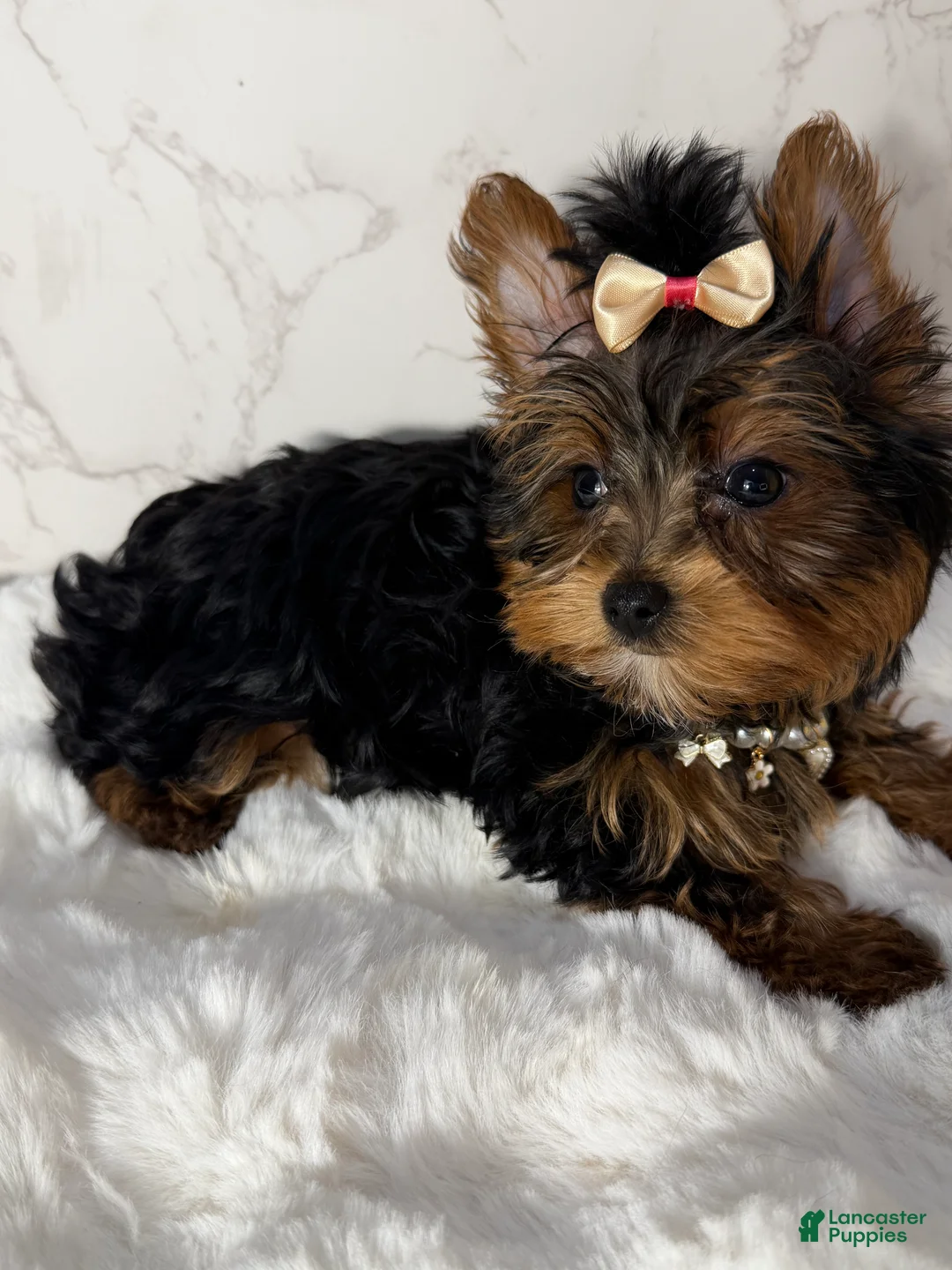 Yorkshire Terrier dogs for sale: Billy Rae - Ad 3