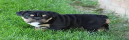 Beabull dogs for sale: Bonnie - Ad 4