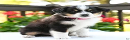 Miniature Australian Shepherd dogs for sale: Biscuit  - Ad 4