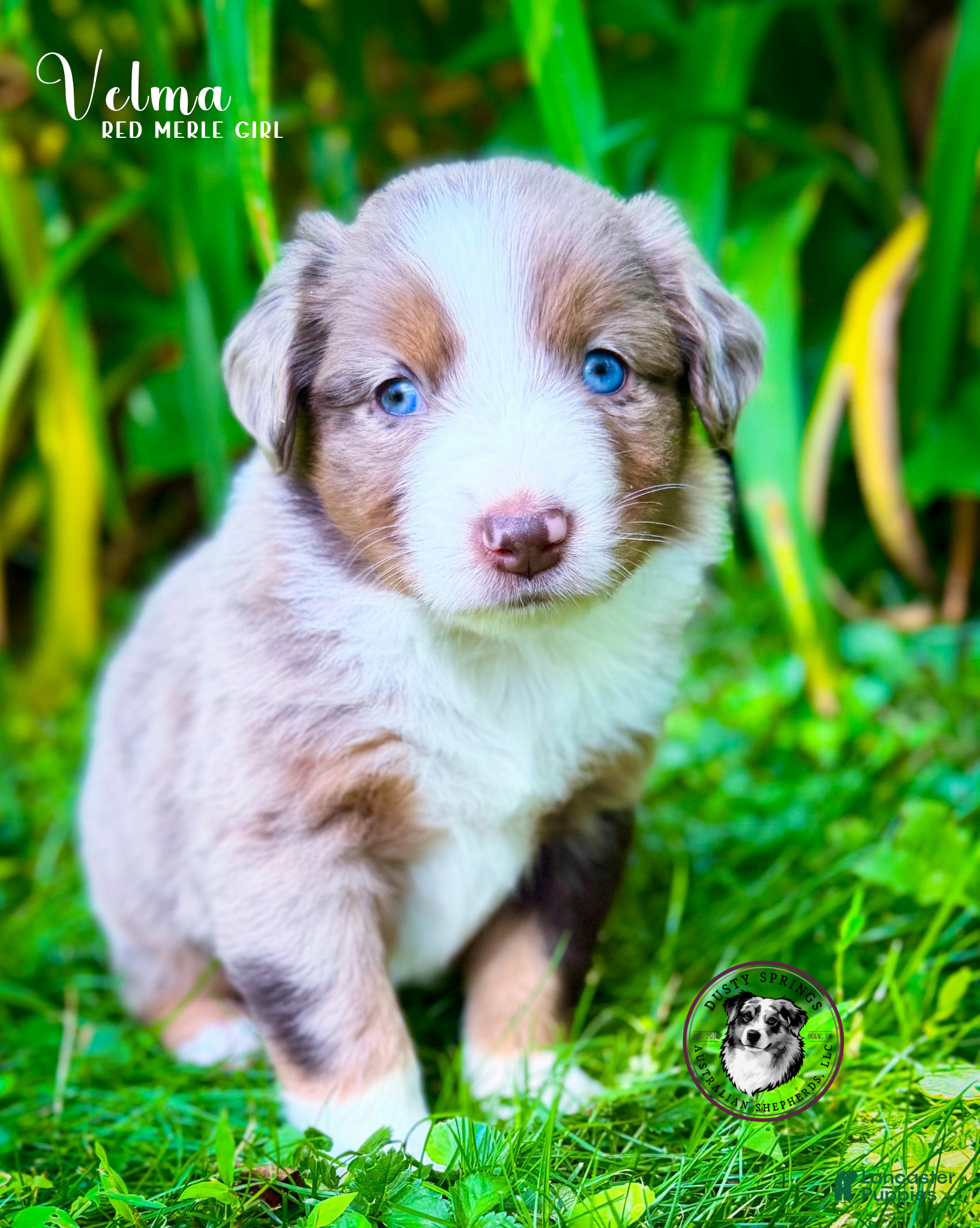 Australian Shepherd dogs Velma - Ad 18