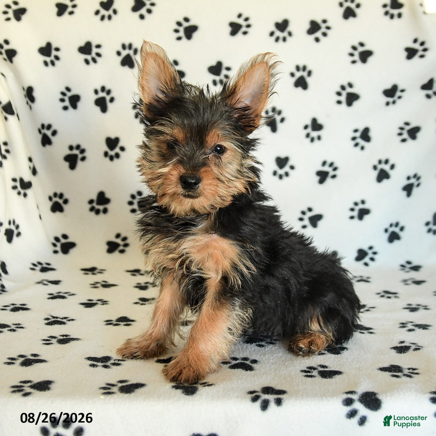 Yorkshire Terrier dogs Homer - Ad 1