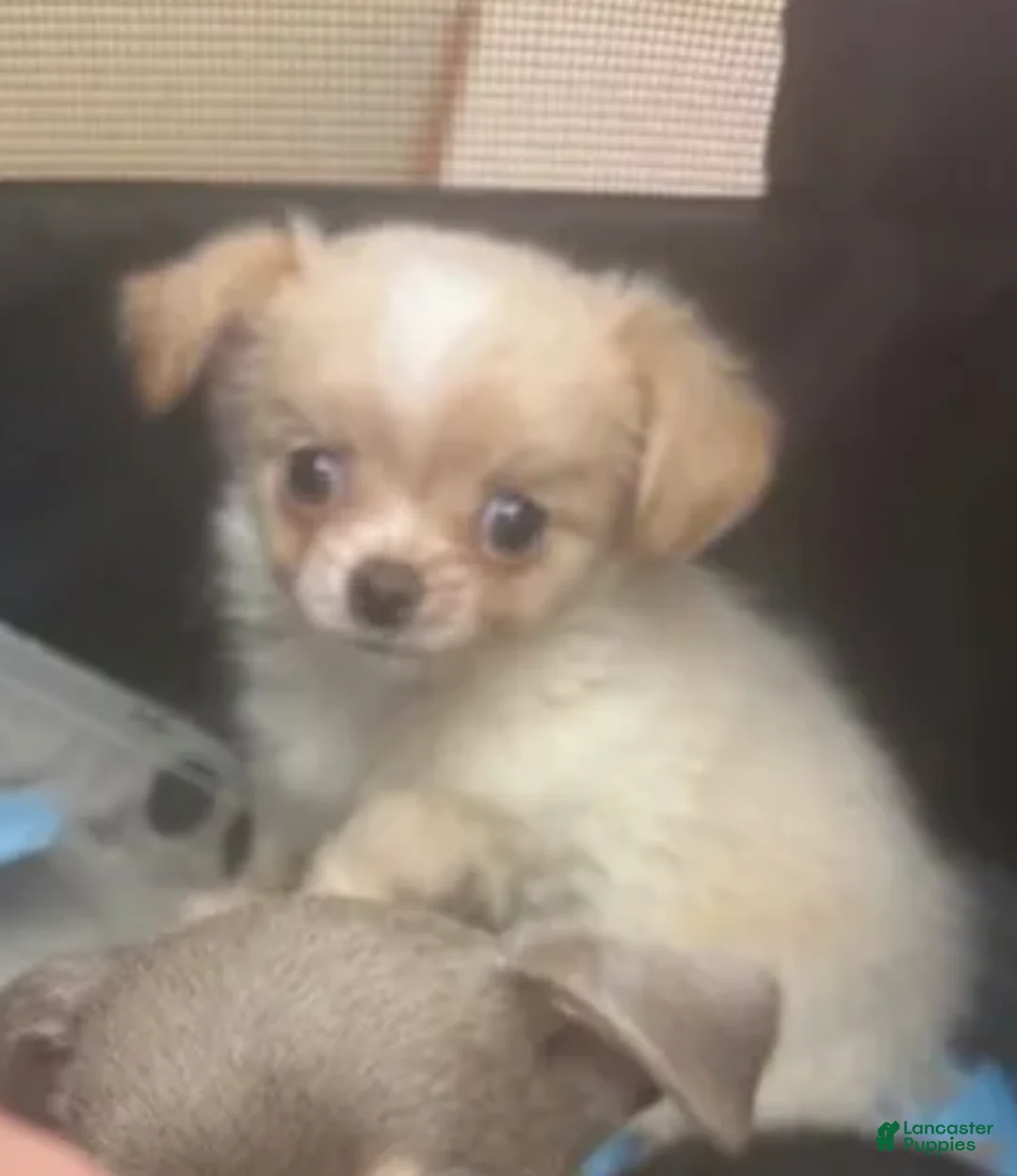 Chihuahua dogs for sale: Lumy (Female) - Ad 1
