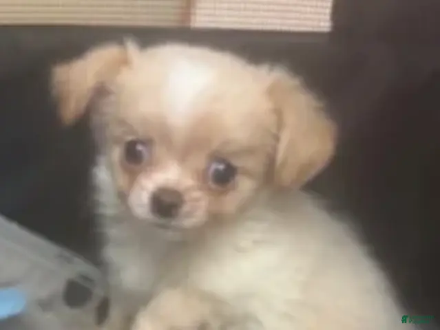 Chihuahua dogs for sale: Lumy (Female) - Ad 1
