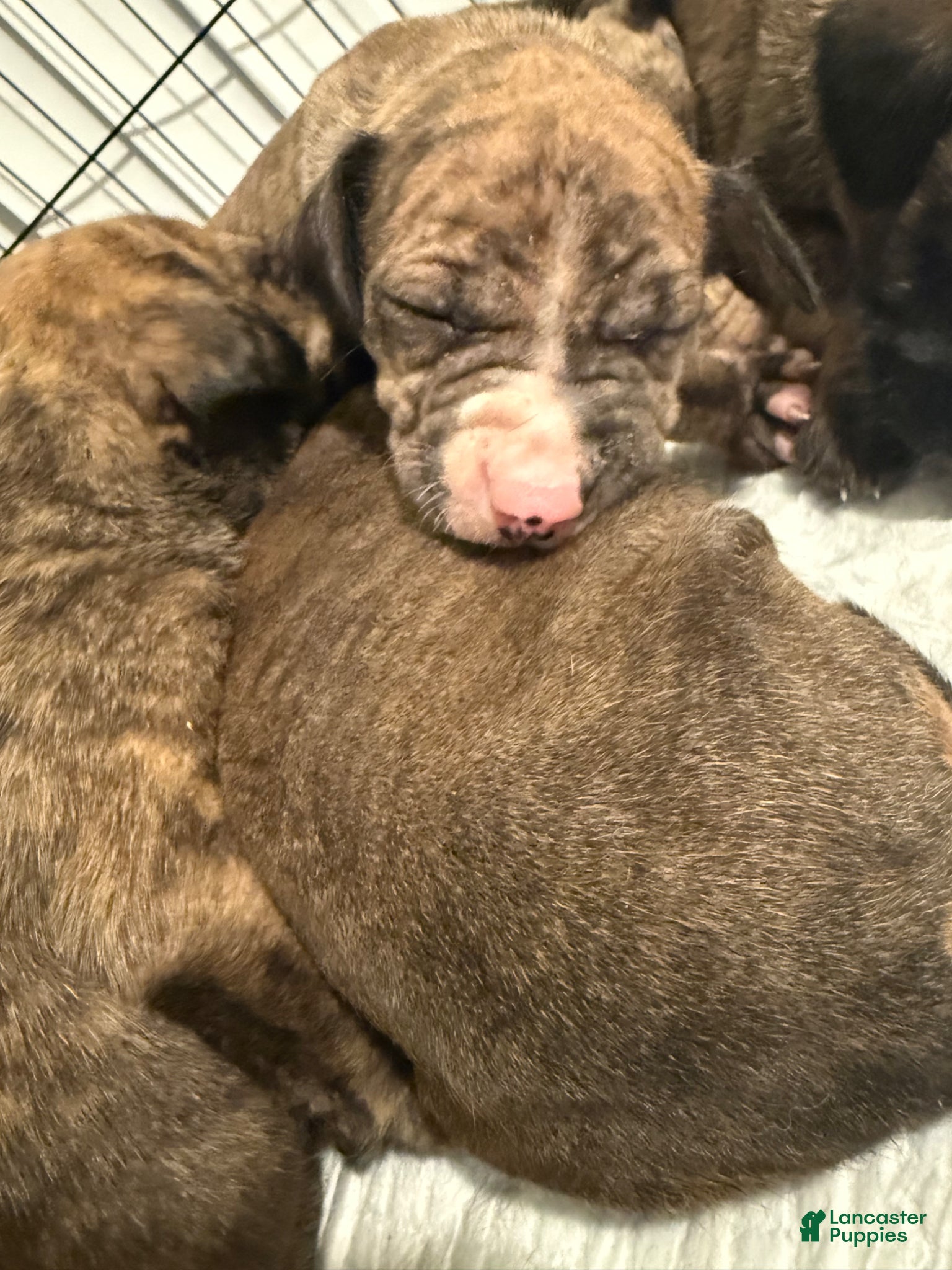 Mixed Breed dogs Mixed Breed Puppy 4 - Ad 7