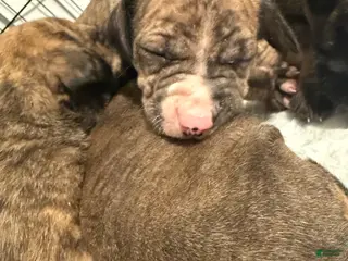 Mixed Breed dogs Mixed Breed Puppy 4 - Ad 7