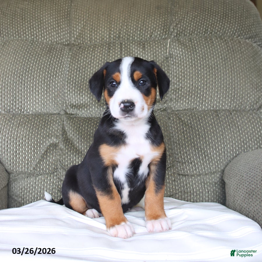 Greater Swiss Mountain Dog dogs Fiona - Ad 1
