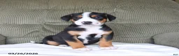 Greater Swiss Mountain Dog dogs for sale: Fiona - Ad 1