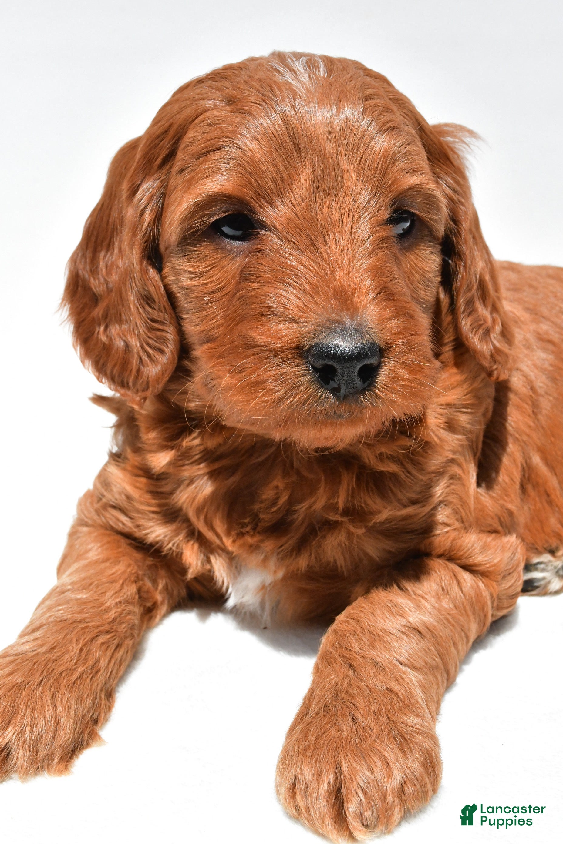 Mini Goldendoodle dogs Ellie - Ad 2